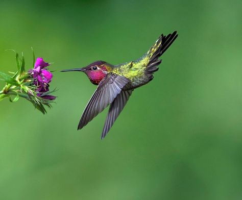 Listen carefully the next time you see a hummingbird and learn about the variety of hummingbird sounds. Hummingbird Photography, Hummingbirds Photography, Hummingbird Photos, Hummingbird Plants, Local Photography, Hummingbird Pictures, Listen Carefully, Ruby Throated Hummingbird, Bird Wings