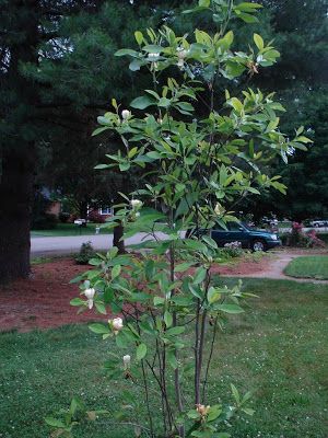 Sweet Bay Magnolia  This one is ok.  Sometimes gets scale insect. Love this magnolia which grows wild in Louisiana Sweet Bay Magnolia Tree, Sweet Bay Magnolia, French Landscaping, Magnolia Tree Landscaping, Magnolia Bush, Side Gardens, River Birch Trees, Natural Gardening, Lake Landscaping