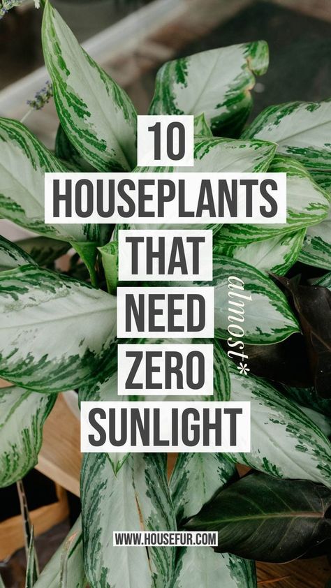 HOUSE FUR MENU 10 HOUSEPLANTS THAT NEED (ALMOST) ZERO SUNLIGHTTHE FUR & HOUSEPLANTSFEBRUARY 12, 2019 These Low Light House Plants, Houseplants Low Light, نباتات منزلية, Household Plants, Decor Western, Inside Plants, Growing Plants Indoors, Best Indoor Plants, Low Light Plants