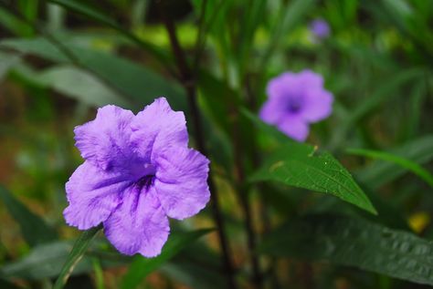 Mexican Petunias, Mexican Petunia, Miss A, Petunias, In Hot, Garden Inspiration, Gardening Tips, A Garden, Plants