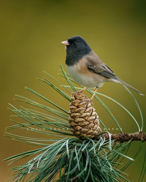 Dark Eyed Junco Bird, Junko Bird, Junco Bird, Dark Eyed Junco, Fall Birds, Shape Study, Nude Color Palette, Bird Artists, Bird Theme