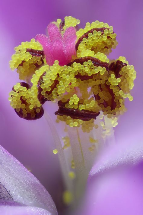 Geranium robertianum (Herb Robert) flower | 2017 Photomicrography Competition | Nikon’s Small World Light Microscope, Under Microscope, Strange Flowers, Geranium Flower, Macro Flower, Weird And Wonderful, Flower Show, Belleza Natural, Tropical Plants