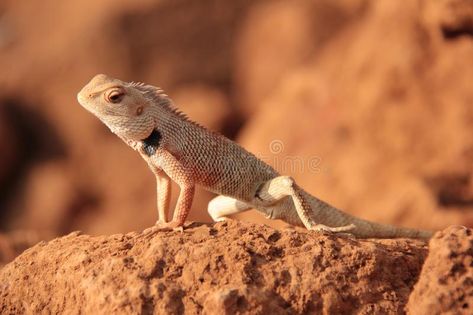 Oriental Garden Lizard in wild. Sitting on a sun lit rock Oriental Garden Lizard , #ad, #Sitting, #sun, #lit, #wild, #Oriental #ad Garden Lizard, Future Landscape, Dynamic Poses, A Rock, Graphics Design, Design Tutorials, Figure Drawing, Drawing Reference, Alice In Wonderland