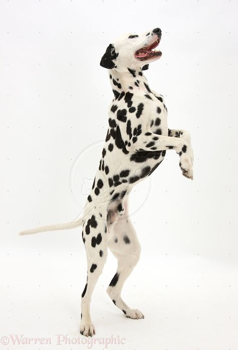 dalmation dog photo | Playful Dalmatian dog standing on hind legs photo - WP38639 Dog Standing On Two Legs Drawing, Dog On Hind Legs Reference, Dogs Standing Up, Dog On Hind Legs Drawing, Playful Dog Pose, Dog Standing Up, Dog Reference Photo, Attitude Photo, Legs Drawing