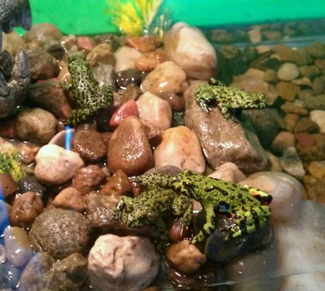 Oriental Fire Bellied Toads Aquatic Pets, Class Pet, Happy Hormones, Frog And Toad, Toad, Wild West, Frogs, Reptiles, Tortoise