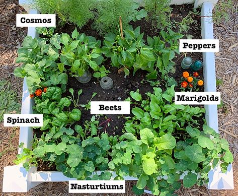 A square foot gardening plan that actually works in real life!  Cosmos, peppers, marigolds, beets, spinach, and nasturtiums make a lovely pairing in this raised bed vegetable garden in zone 3. #raisedbed #squarefootgarden #vegetables Square Foot Gardening Plans, Square Foot Gardening Layout, Cold Climate Gardening, Garden Grid, Square Foot Garden, Yard Oasis, Garden Layouts, Starting A Vegetable Garden, Garden Hacks