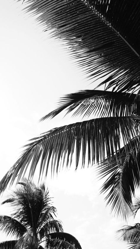 Need! Aesthetic Designer, Palm Trees Wallpaper, Black And White Photo Wall, Black And White Picture Wall, Wallpaper Iphone Summer, Palm Leaves Print, Tropical Leaf Print, Summer Backgrounds, Tree Wallpaper