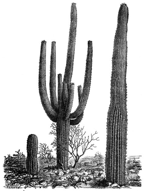 Giant Cactus (cereus giganteus). Staghorn Sumac, Digital Stamps Free, How To Grow Cactus, Loquat Tree, Creeping Thyme, Staghorn Fern, Trumpet Vine, Graphics Fairy, Desert Cactus