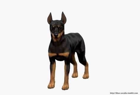 Blue Ancolia - Miniature Pinscher Makeover Let me introduce you... Blue Ancolia, Miniature Pinscher, Purebred Dogs, Bad Dog, Losing A Dog, Maxis Match, Training Your Dog, An Eye, Sims Cc