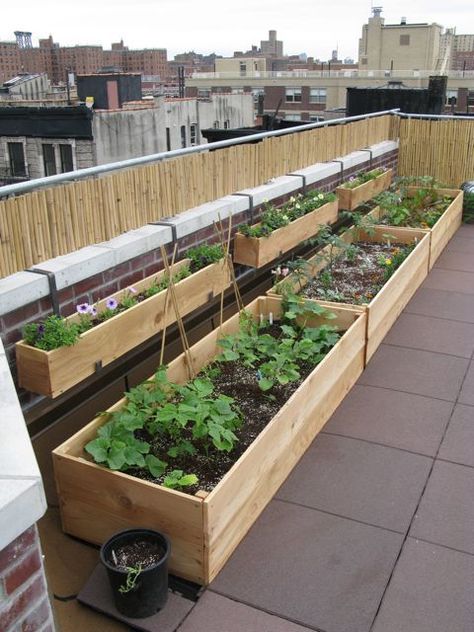 Vivir en la ciudad o en un edificio no puede ser la razón por la que pierdas tener un jardín. Aprovecha la terraza y transformar este espacio por completo! Vertical Vegetable Garden Design, Vertical Vegetable Garden, Small Vegetable Gardens, نباتات منزلية, Rooftop Terrace Design, Vegetable Garden For Beginners, Vertical Gardens, Terrace Design, Rooftop Garden