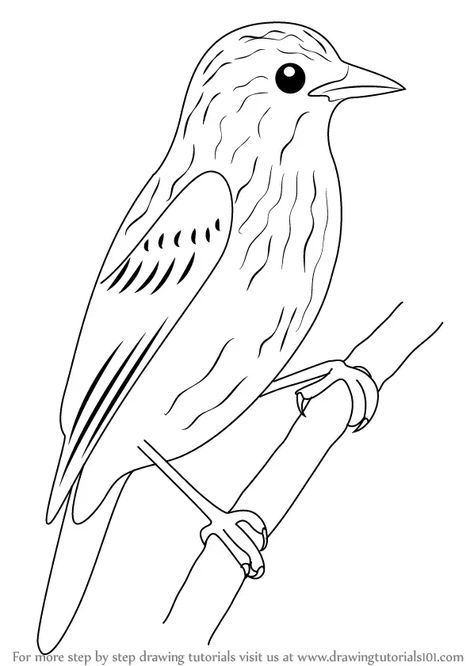 Learn How to Draw Xenops (Birds) Step by Step : Drawing Tutorials Tui Bird, Art Shed, Bird Template, Animal Templates, Acrylic Art Projects, Pencil Sketch Drawing, Bird Drawing, Birds Embroidery Designs, Adult Colouring Pages