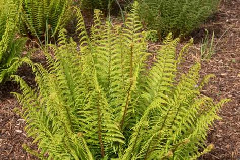 Award-winning Dryopteris affinis (Golden Male Fern) is a robust semi-evergreen fern forming a rosette of finely cut, arching fronds from an erect, stout rhizome. Arising in shuttlecock-like clusters, the fronds are bright chartreuse-green when they unfurl in spring, in contrast to the scaly, golden-brown midribs. Providing an elegant display, they mature to rich green later and often remain green through winter. Golden Male Fern is similar to Dryopteris filix-mas (Male Fern), but differs in ... Dryopteris Affinis, Evergreen Ferns, Biennial Plants, Afternoon Sun, Plant List, Deciduous Trees, Rich Green, Flowers Perennials, Exotic Plants