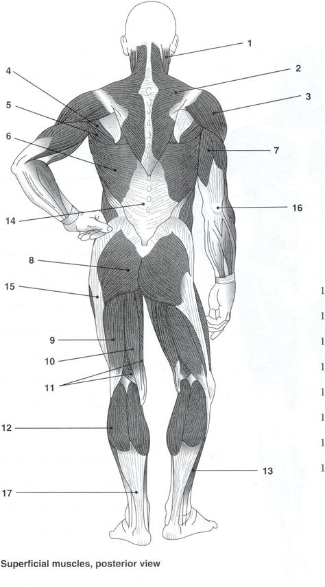 posterior muscles, unlabeled Muscular System Labeled, Muscle Diagram, Human Muscle Anatomy, Muscle System, Body Toning, Basic Anatomy And Physiology, Nursing School Survival, Musculoskeletal System, Muscular System