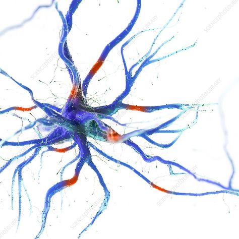 Human nerve cell, illustration. Cell Illustration, Human Anatomy Model, Cells Project, Library Website, Anatomy Models, Summer Painting, Nerve Cell, Science Photos, Print Layout