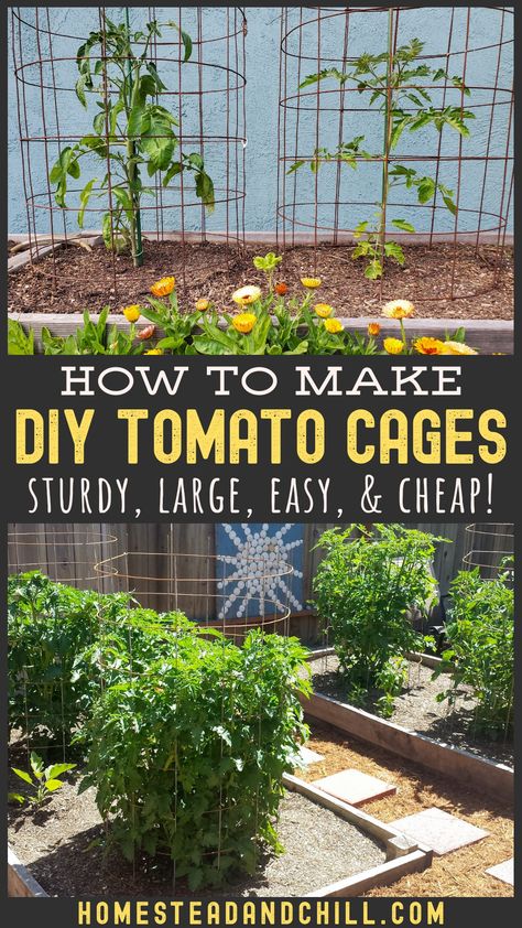 There is no need to buy flimsy, small, or expensive tomato cages! Learn how to make a homemade tomato cage instead. This tomato cage design is large, sturdy, easy, durable, and cheap! They work perfectly for determinate or indeterminate tomato varieties alike. #tomatocage #diytomatocage #gardentips #gardeningtips #growfood #tomatoes Homemade Tomato Cages, Sturdy Tomato Cages, Vertical Garden Tomatoes, Diy Tomato Cage Ideas, Tomato Cages Gardening, Diy Tomatoe Cage, Tomatoe Cages Ideas Diy, Tomato Cage Ideas, Tomato Support Ideas