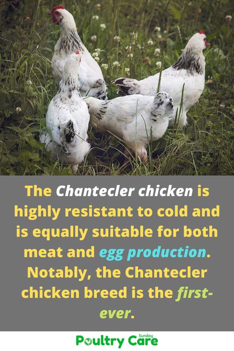 The Chantecler chicken is highly resistant to cold and is equally suitable for both meat and egg production. Notably, the Chantecler chicken breed is the first-ever. #chantecler #chicken #chanteclerchicken #chickenbreed #breedguide Chantecler Chickens, Egg Production, Chicken Breeds, Garden Sculpture, Egg, Meat, Chicken