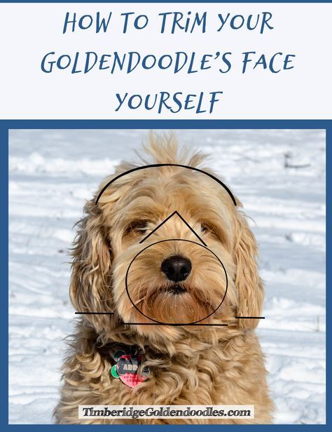 Labradoodle Grooming, Goldendoodle Haircuts, Goldendoodle Grooming, Dog Grooming Styles, Mini Goldendoodle Puppies, Puppy Time, Puppy Grooming, Dog Grooming Tips, Poodle Grooming