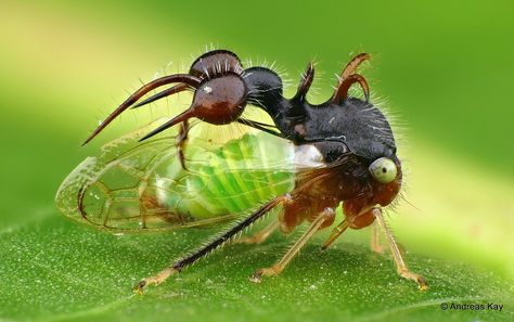 Leaf Footed Bug, Mexico Photos, Stink Bugs, Cool Bugs, A Wonderful Life, Wildlife Photographer, Beautiful Bugs, Alien Creatures, Motion Video