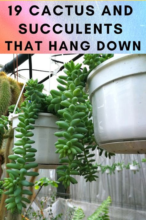 19 Cactus and Succulents that Hang Down Succulents That Hang, Plants That Hang Over Pot, Succulents That Hang Down, Succulent Arrangements Indoor Wall, Different Succulents Plants, Succulant Planting Ideas Indoor, How To Grow Succulents, Hanging Succulents Outdoor, Hanging Succulents Indoor