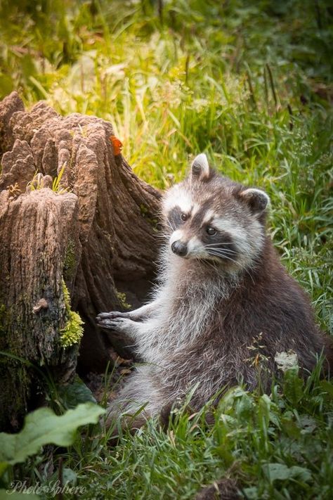 Raccoon Habitat, Animals Dolphins, Mammals Animals, Rocky Raccoon, Husky Pet, Strange Animals, Whitetail Bucks, Beluga Whale, Cute Raccoon