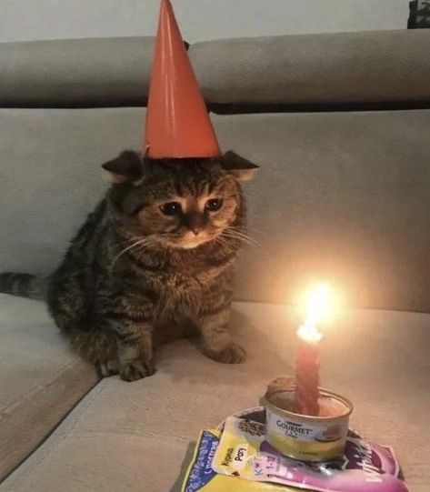 uwu Friends Celebrating Birthday, Cat With Birthday Cake, Cat With Cake, Meme Chat, Cute Names For Dogs, Cool Cat Trees, Birthday Icon, Cute Dog Photos, Happy Birthday To Us