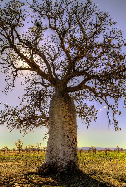 The Boab Tree - Kimberley, Western Australia  CLICK THE PIC and Learn how you can EARN MONEY while still having fun on Pinterest Boab Tree, Australian Trees, Baobab Tree, Australia Photos, Outback Australia, Australian Flora, Old Trees, Tree Forest, Great Barrier Reef