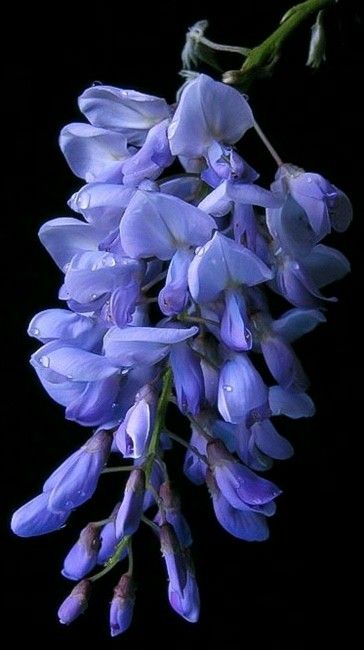 Flowers - Wisteria - Macro photography - photo by Cliff Rosbotham Orchid Photography, Botanical Flowers Print, Purple Wisteria, Blue And Purple Flowers, Flower Meanings, Floral Hoops, Purple Orchids, Flower Art Painting, Botanical Flowers