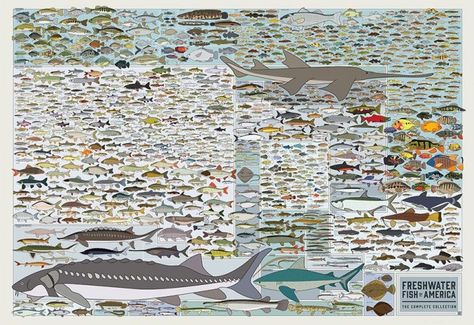 freshwater fish of North America Fish Chart, Water Animals, Types Of Fish, Types Of Animals, Animal Species, Large Poster, Hanging Posters, Marine Animals, Freshwater Fish