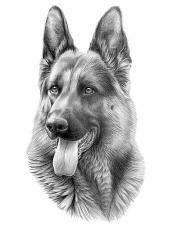 Drawing of a German Shepherd Dog Pencil Drawing, German Shepherd Art, Black German Shepherd, Dog Sketch, 강아지 그림, Yorkshire Terrier Puppies, German Shepherd Dog, Shepherd Puppies, Dog Tattoos