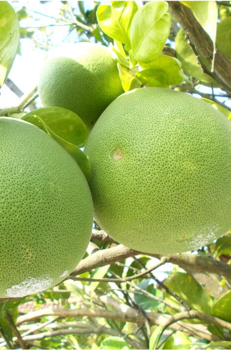 Pomelo fruits hanging on the tree Pomelo Tree, Pomelo Fruit, Vegetables Pictures, Grapefruit Tree, Claudia Lars, Fruits And Vegetables Pictures, Vegetable Pictures, Lemon Trees, Fruit Wallpaper