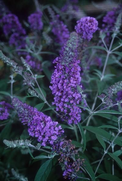 Butterfly Attracting Plants, Butterfly Garden Flowers, Flowers that attract butterflies Pollinating Plants, Hosta June, Blue Flowering Plants, Cottage Gardening, Rabbit Resistant Plants, Flowers That Attract Butterflies, Butterfly Garden Plants, Hummingbird Plants, Asclepias Tuberosa