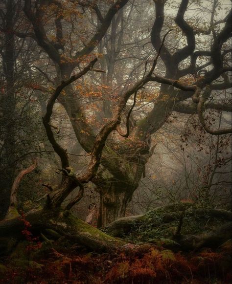 Decaying Forest, Dark Fairytale Aesthetic, Abandoned Locations, Ancient Woodland, Dead Forest, Creative Sketchbook, Dark Window, Haunted Tree, Fairytale Aesthetic