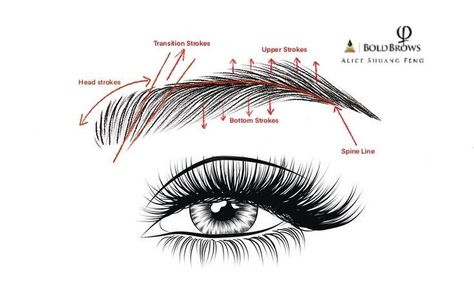 Microblading Tutorial, Eyebrow Strokes, Microblading Strokes, Mircoblading Eyebrows, Ombre Eyebrows, Best Eyebrow Makeup, Membentuk Alis, Eyebrow Embroidery, Eyebrow Design