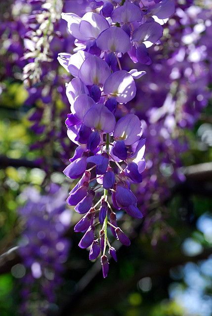 Wisteria Hysteria | Flickr - Photo Sharing! Wisteria Garden, Purple Flowers Garden, To My Girlfriend, Wisteria Tree, Purple Wisteria, Wonderful Flowers, Purple Orchids, Flower Names, My Girlfriend