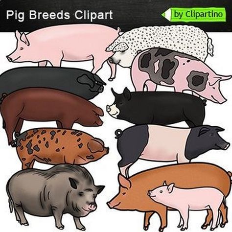 Cartoonish Illustrations of Farmyard Friends Jungle Clipart, Pig Breeds, Creative Clips Clipart, Pig Farm, Desert Animals, Bird Clipart, Tamworth, Pig Farming, Mom Art