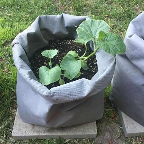 Some of our plants needed to be moved over in bigger containers, so I made DIY grow bags to transfer them into. We had a lot of leftover landscape fabric after building the Square Foot Garden boxes and I decided to use it for this project. The material is sturdy and made for gardening, so it’d work great. I found this tutorial on how to DIY grow bags and it was a helpful starting point. I wanted to make our bags stronger and easier to carry, so I made some changes:Doubled the fabric usedMade ... Diy Grow Bags, Fabric Grow Bags, Distressing Painted Wood, Square Foot Garden, Homemade Fabric Softener, Paint Stir Sticks, Garden Spheres, Easy Budget, Diy Trellis