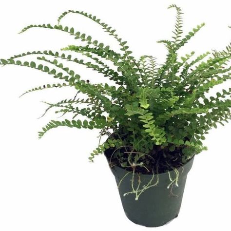 Nephrolepis Cordifolia, Lemon Button Fern, Button Fern, Ferns Care, Types Of Ferns, Live Indoor Plants, Spa Bathroom, Asparagus Fern, Plant Delivery