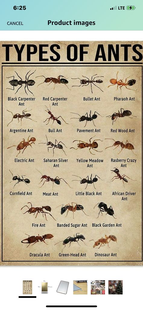 Interesting Charts, Crawling Animals, Animal Knowledge, Wood Ants, Sugar Ants, Types Of Ants, Big Cat Species, Ant Species, Queen Ant