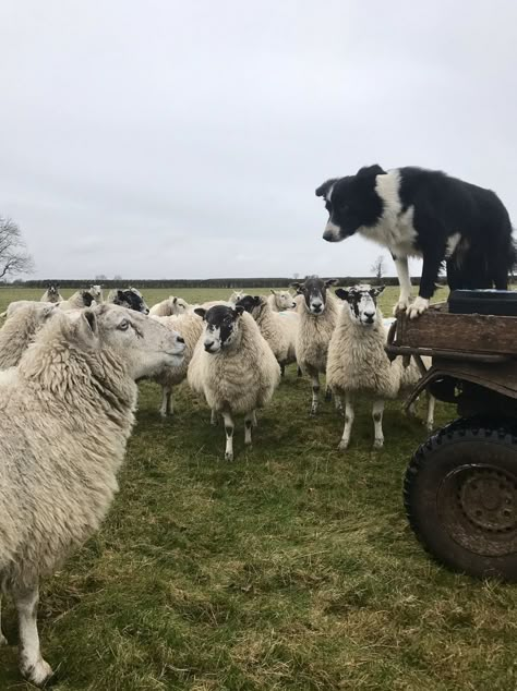 Border Collie Herding Sheep, Border Collies Herding, Working Border Collie, Border Collie Herding, Border Collie Colors, Australian Shepherd Red Tri, Photography Concepts, Australian Shepherd Puppies, Sheep Farm