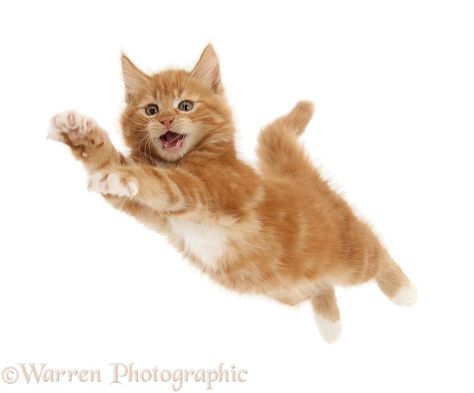 Cat Jumping, Jumping Cat, Ginger Kitten, Cat Anatomy, Cat Reference, Cat Stock, Cat Model, Cat Pose, Cat Character