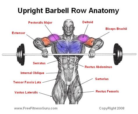 upright row anatomy Upright Barbell Row, Shoulder Workout Routine, Man Store, Fitness Lady, Fitness Queen, Upright Row, Best Shoulder Workout, Shoulder Training, Barbell Row