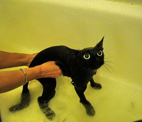 Such sad. Very empathy. 22 Hilarious Pictures Of Wet Cats | Bored Panda Cat Bath, Wet Cat, A Black Cat, Funny Cat Memes, Silly Cats, Funny Animal Pictures, Crazy Cat Lady, 귀여운 동물, Crazy Cats