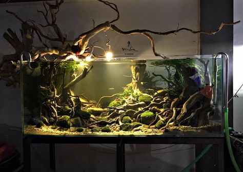 4 Gallon Fish Tank, Aquriam Fish, Aquascape Ideas, Tank Terrarium, Biotope Aquarium, Fish Aquarium Decorations, Fish Tank Themes, Aquarium Set, Freshwater Aquarium Plants