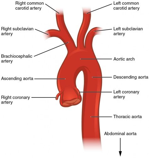 Circulatory Pathways | Anatomy and Physiology II Arteries Anatomy, Superior Mesenteric Artery, Thoracic Cavity, Abdominal Aorta, Internal Carotid Artery, Subclavian Artery, Vertebral Artery, Brain Surgeon, Carotid Artery