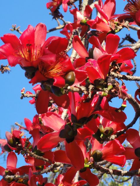 Bombax Ceiba, Nothing But Flowers, Plant Decor Indoor, Beautiful Images Nature, Beautiful Flowers Pictures, Flowering Trees, Beautiful Nature Pictures, Beautiful Nature Scenes, Nature Aesthetic