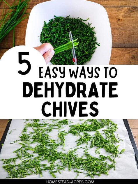 How To Dehydrate Chives (5 Easy Ways) Drying Chives In The Oven, How To Preserve Chives, Preserving Chives, Dehydrated Chives, Dehydrate Chives, Drying Chives, Dehydrator Recipes Fruit, Drying Fresh Herbs, Chives Recipe