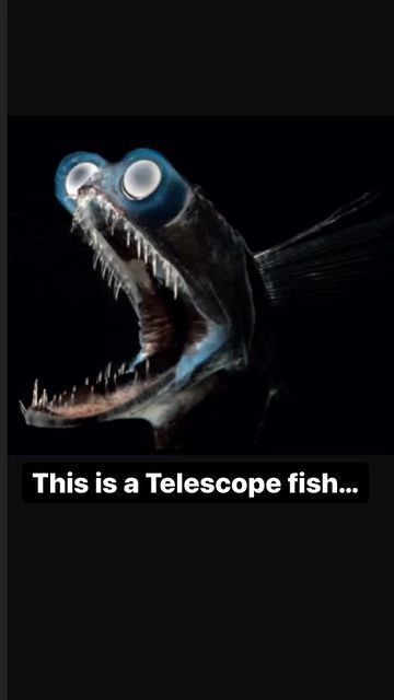 Deep Sea Telescope Fish, Telescope Fish, Aquatic Life, Deep Sea Fishing, Sharp Teeth, Left Behind, Deep Sea, Cool Eyes, Sea Creatures