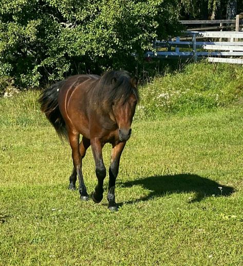 Bay Pony, Dartmoor Pony, Riding School, Star Stable, Equestrian Life, Horse Breeds, Beautiful Horses, Ponies, Stables