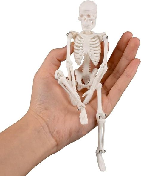 Amazon.com: Ultrassist Mini Human Skeleton Model, Portable 20cm Skeleton Bone Model with Stretchable Jaw, Great Teaching Tool for Physiological Education and Human Skeletal System Study : Industrial & Scientific Skeleton System, Human Skeleton Model, Life Size Skeleton, Bone Model, Human Skeletal System, Skeleton Anatomy, Skeleton Model, Skeletal System, Musculoskeletal System