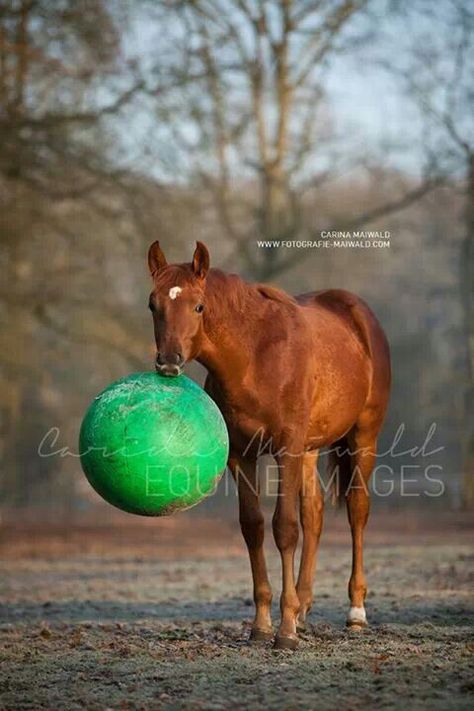 Silly Horse, Foals Playing, Horse Humor, Horse Beautiful, Amazing Horses, Horse Pics, Beautiful Horse Pictures, Free Horses, Farm Kids